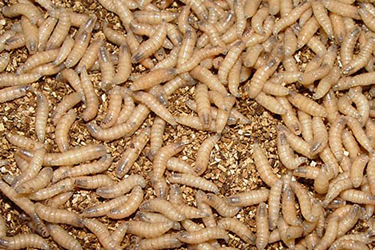 New World Screwworm