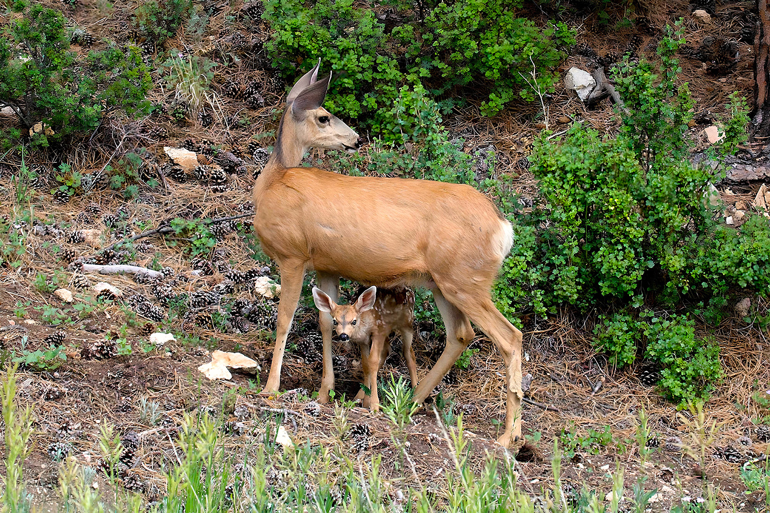 Mule Deer doe and fawn by Faith Moore