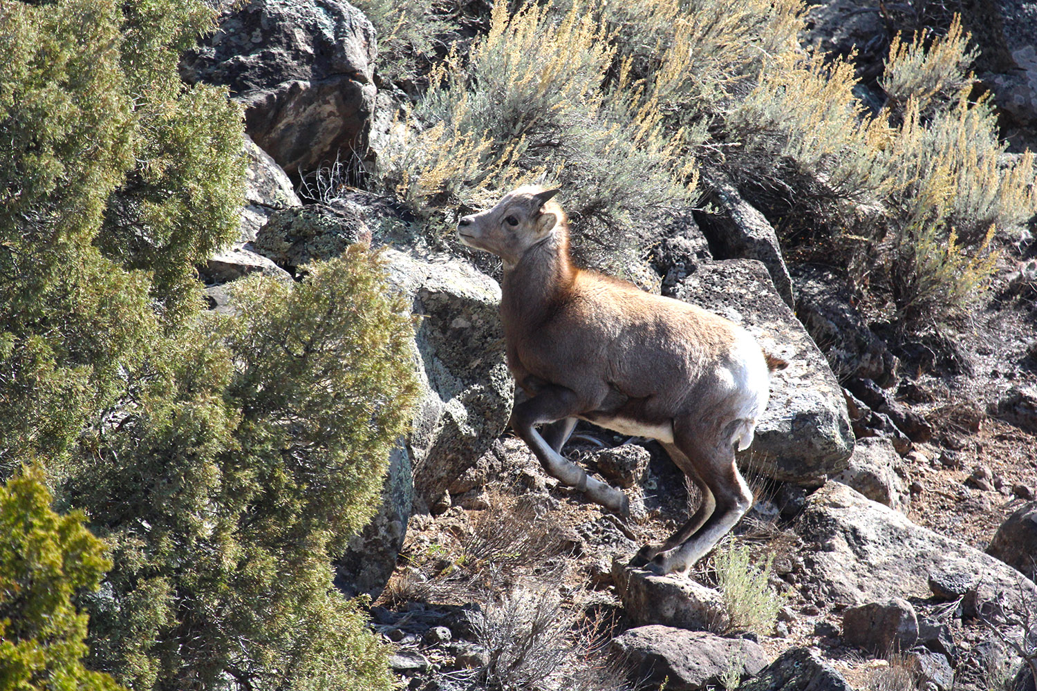 Rocky Mountain bighorn lamb near Taos, New Mexico
