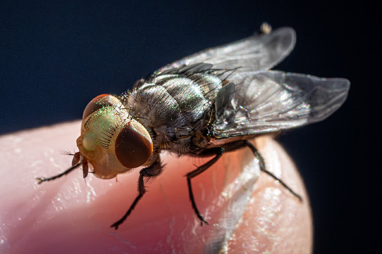NWS Sterile Fly