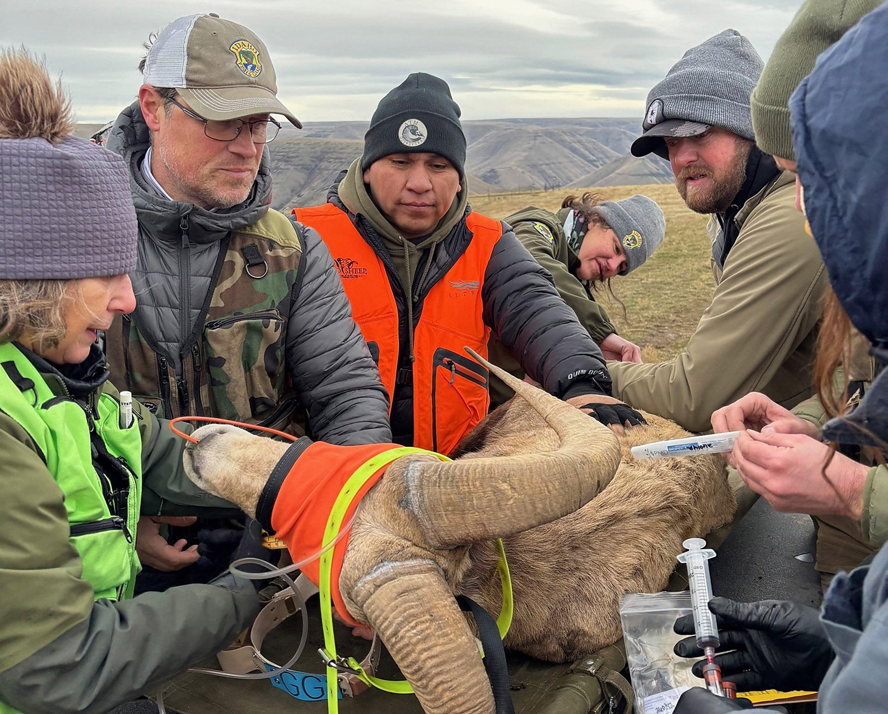 Testing a capture wild California bighorn sheep in Oregon for the ION Partnership Testing a capture wild California bighorn sheep in Oregon for the ION Partnership