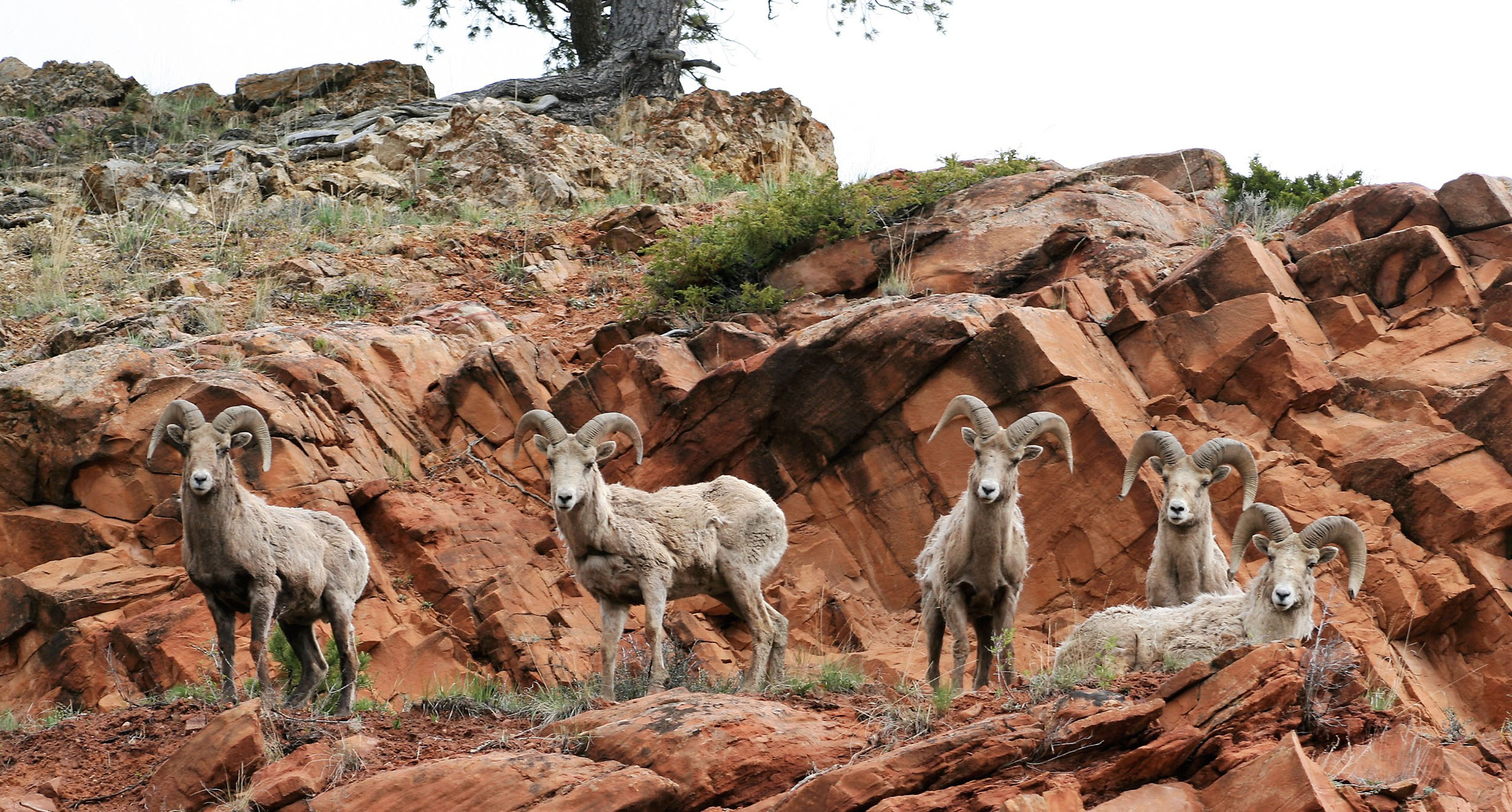 Wyoming Bighorn Sheep herd Gros Ventre
