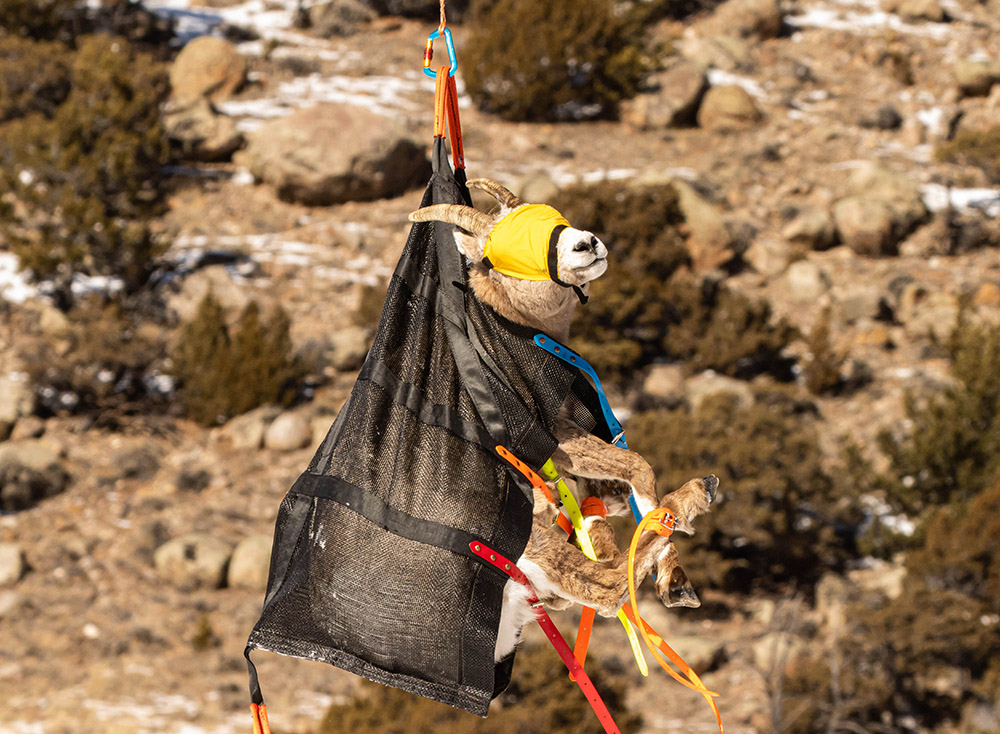 Bighorn ewe be transported by helicopter sling