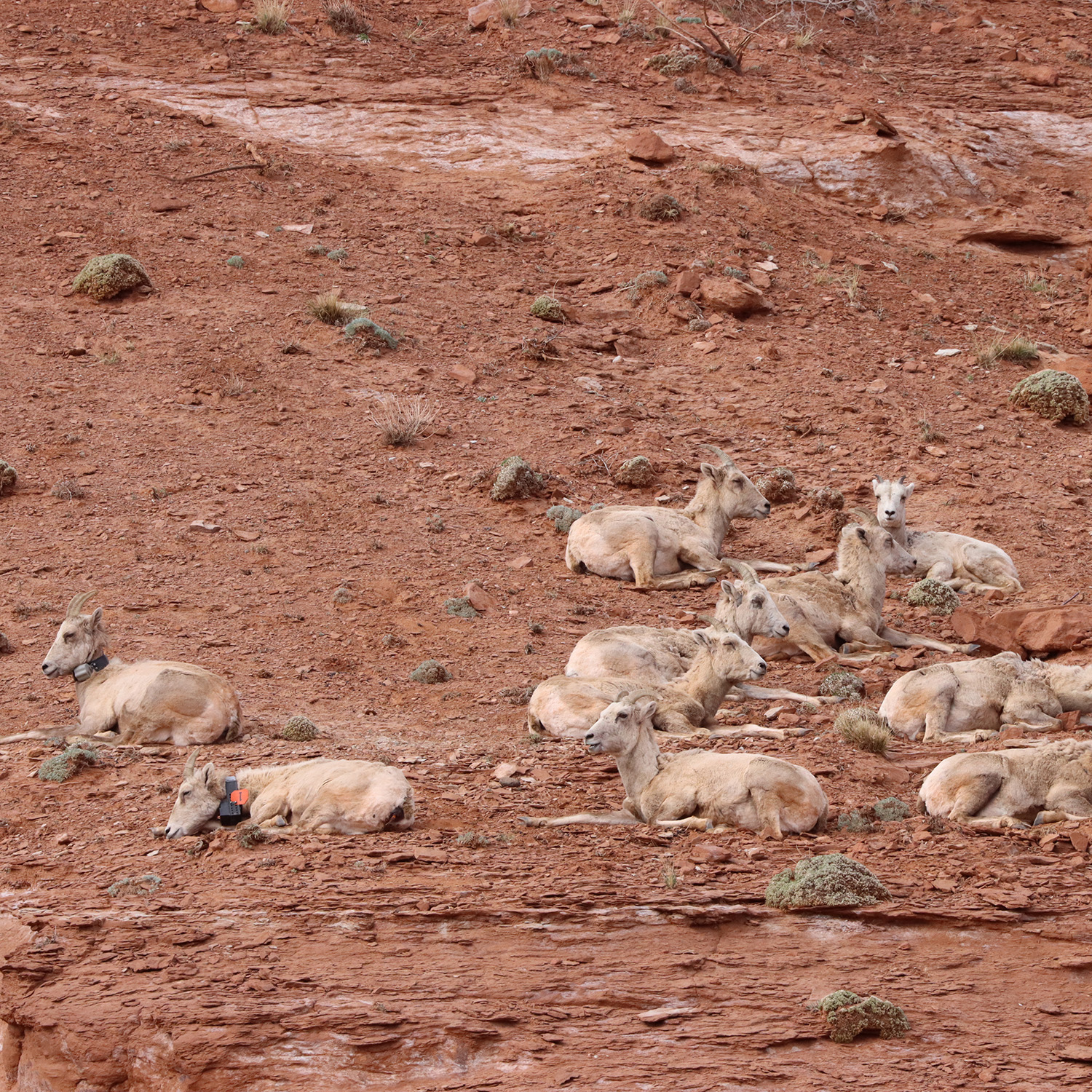 Wyoming bighorns collared