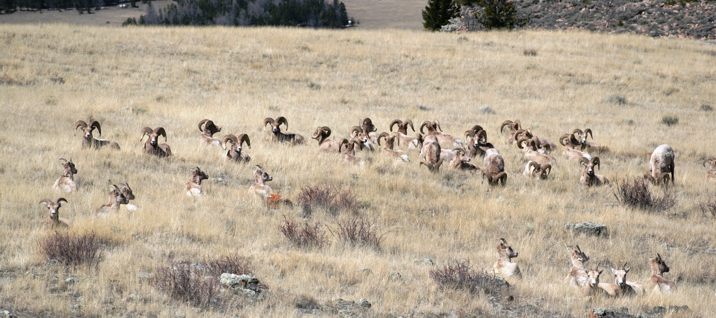 Herd of bighorns in the grass Torrey Rim