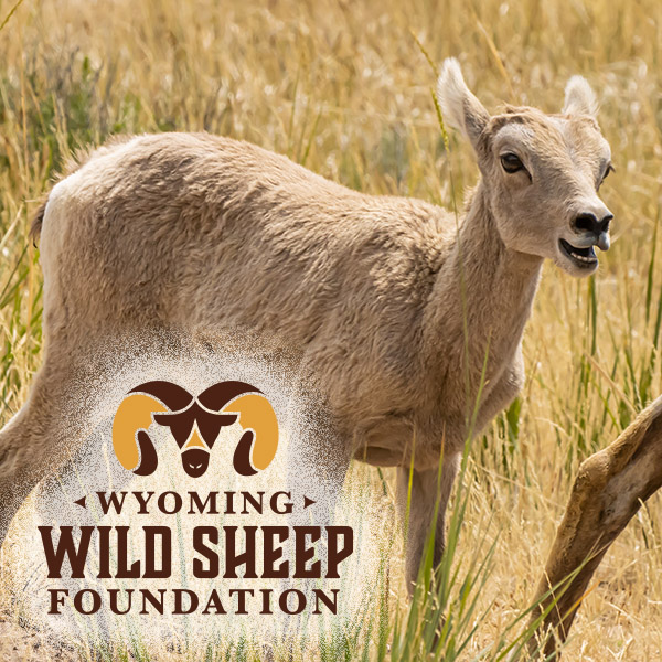 WY WSF bighorn lamb