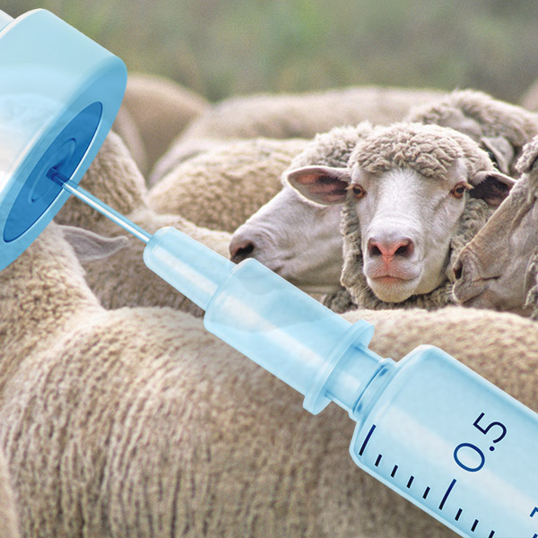 Domestic sheep vaccines