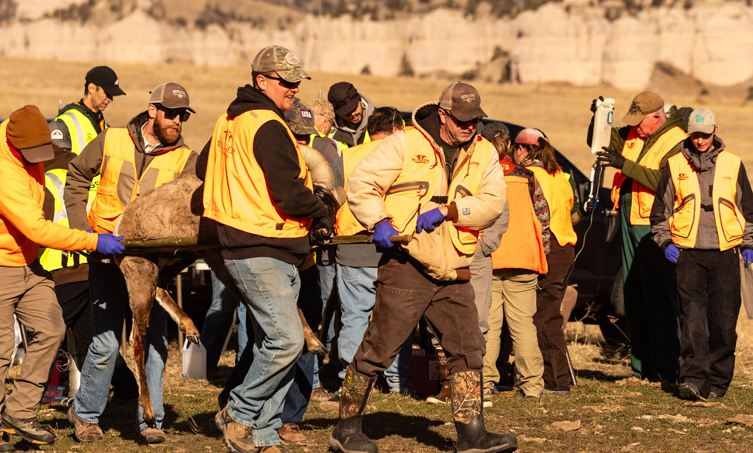 Capture project in Nebraska to test, collar, and release bighorn sheep.