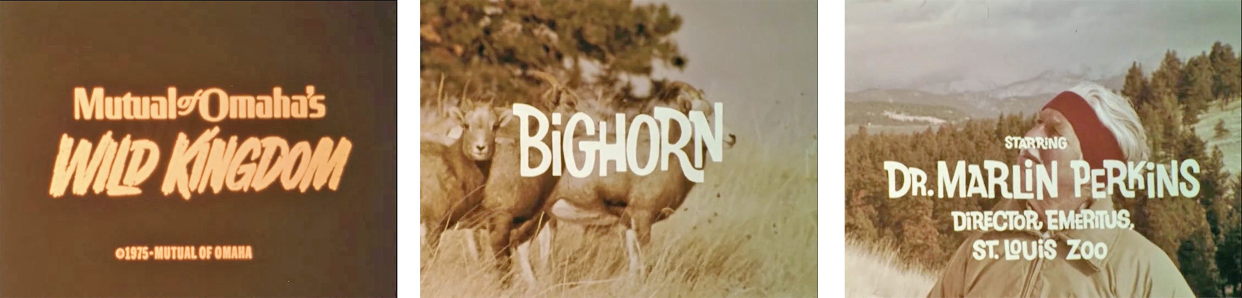 Three still from vintage Mutual of Omaha episode about Wild Horse Island Bighorns