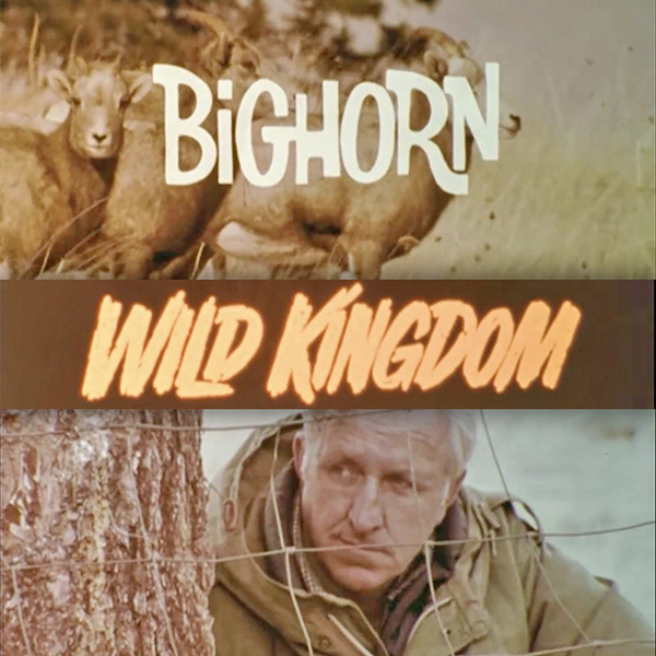 Vintage Wild Kingdom Bighorn Sheep