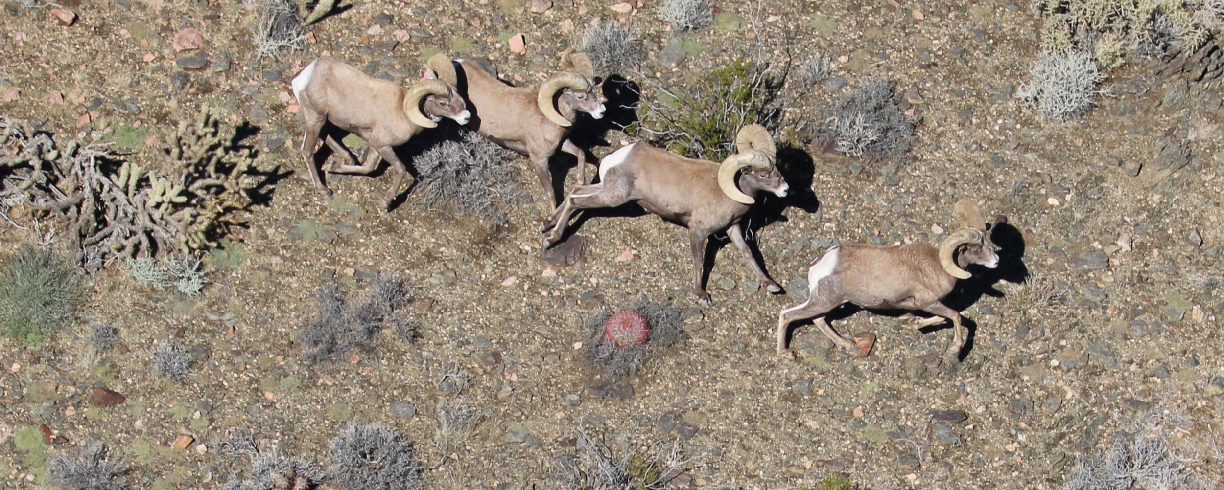 Herd of running bighorn sheep in California