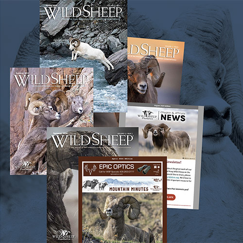 Collage of WSF member benefits