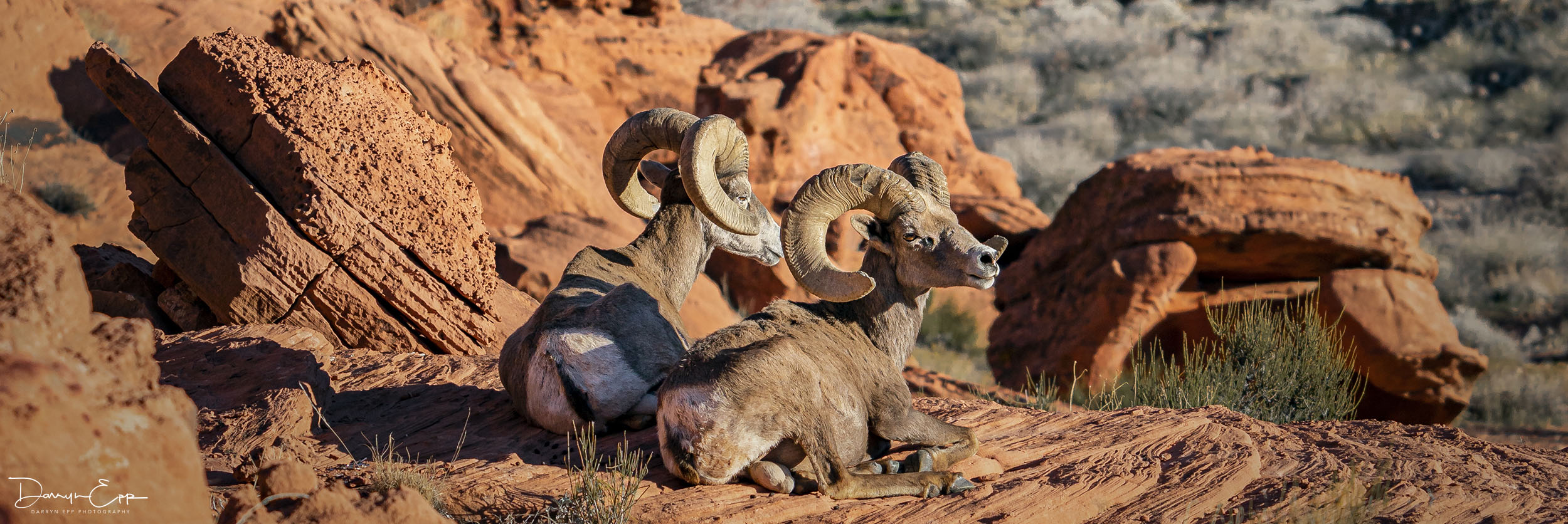 Desert bighorn ram photo by Darryn Epp