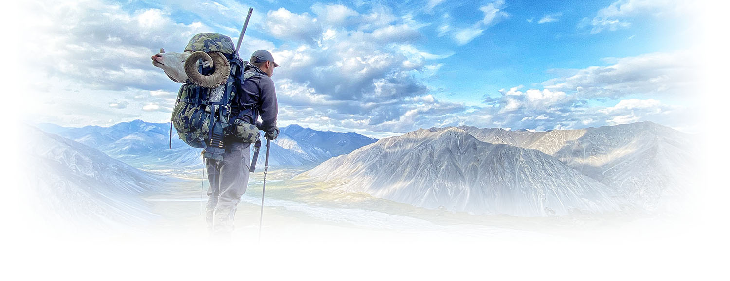 Hunter packing out a Dall's sheep in the mountains
