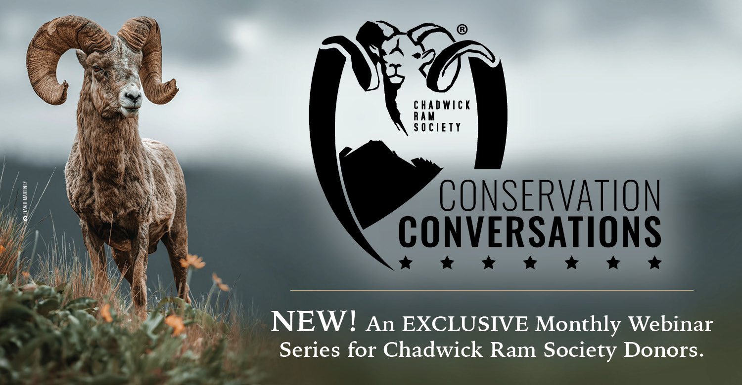 Chadwick Ram Society Exclusive Webinar Series Conservation Conversations