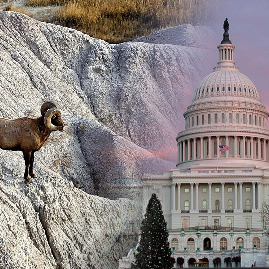 bighorn in the badlands with the US capitol building in the background