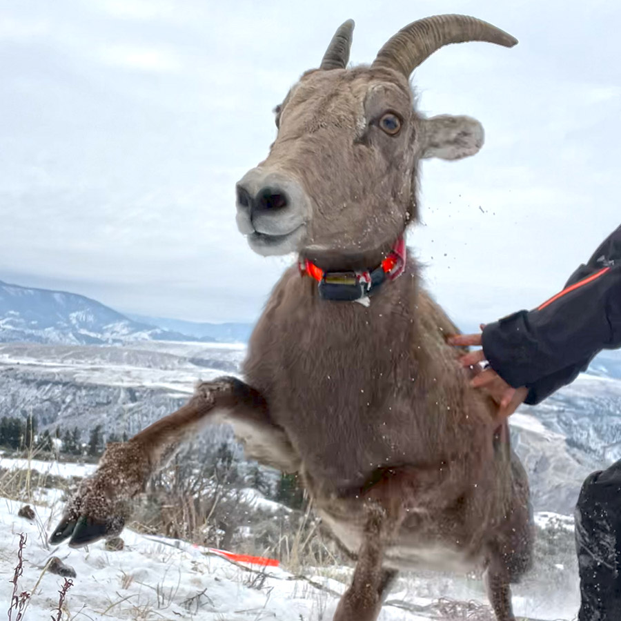 Wild sheep being released from research capture